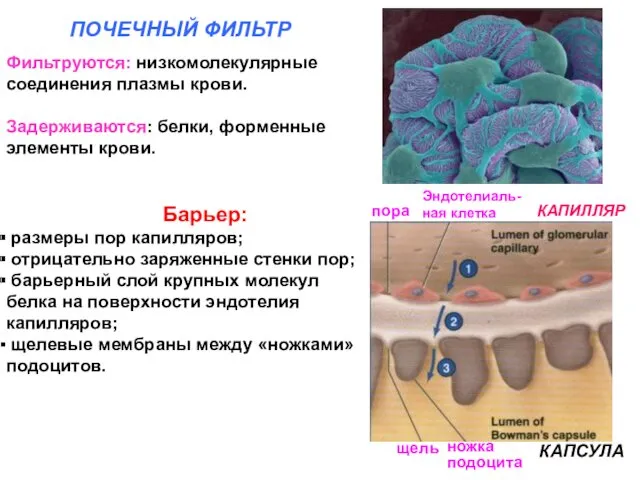 ПОЧЕЧНЫЙ ФИЛЬТР Фильтруются: низкомолекулярные соединения плазмы крови. Задерживаются: белки, форменные