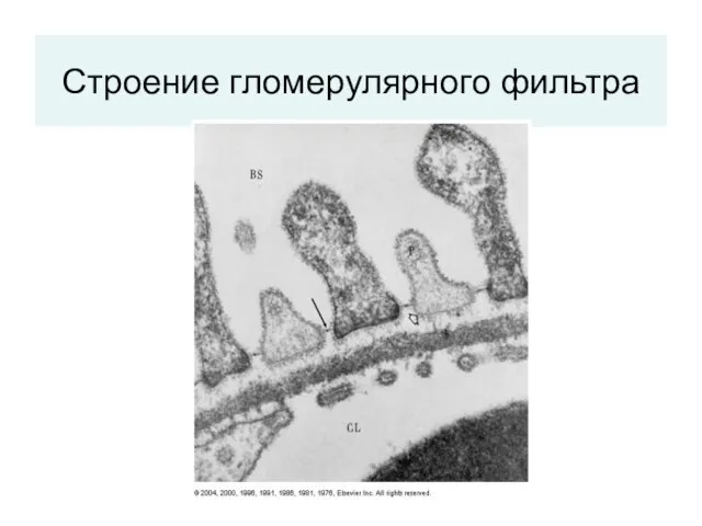 Строение гломерулярного фильтра