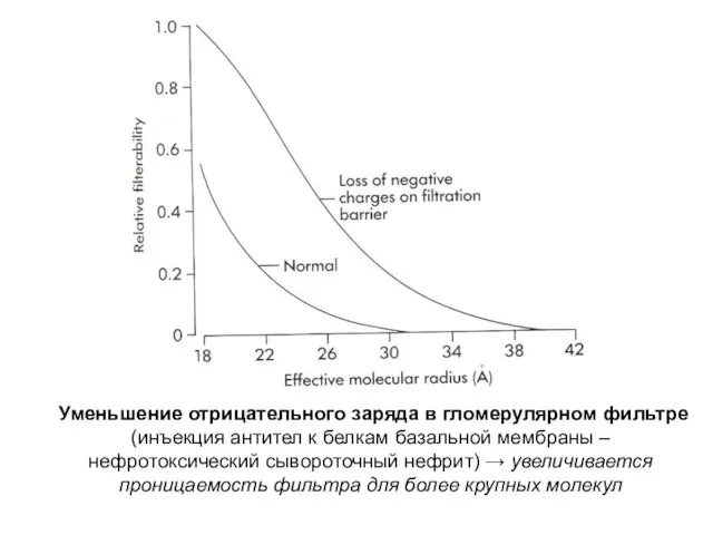 Уменьшение отрицательного заряда в гломерулярном фильтре (инъекция антител к белкам