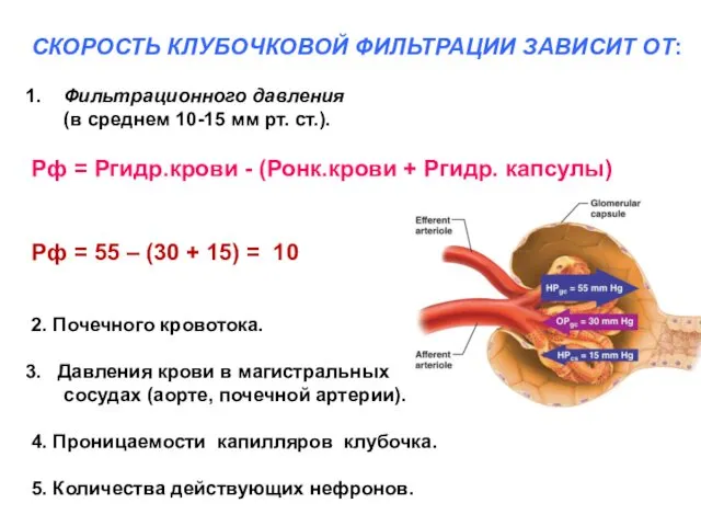 СКОРОСТЬ КЛУБОЧКОВОЙ ФИЛЬТРАЦИИ ЗАВИСИТ ОТ: Фильтрационного давления (в среднем 10-15