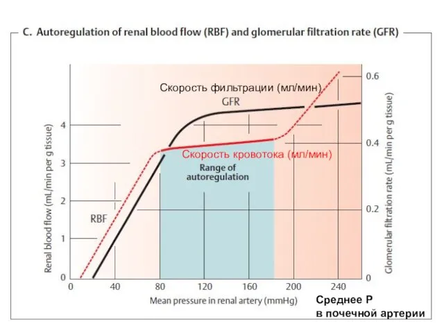 Скорость фильтрации (мл/мин) Скорость кровотока (мл/мин) Среднее Р в почечной артерии