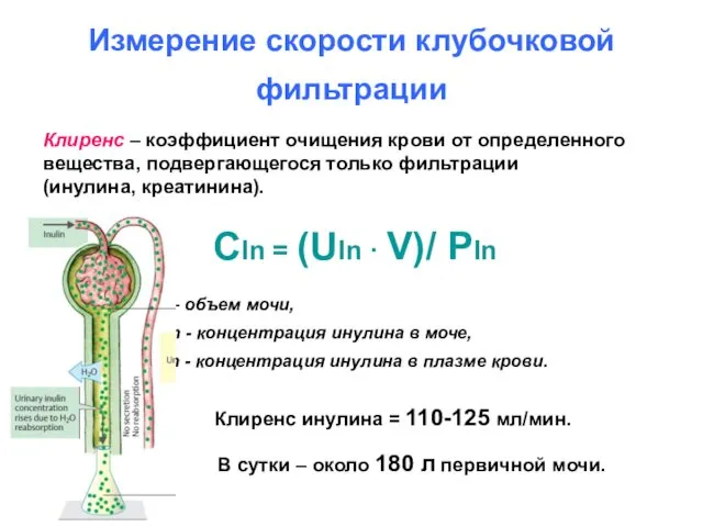 Измерение скорости клубочковой фильтрации Клиренс – коэффициент очищения крови от