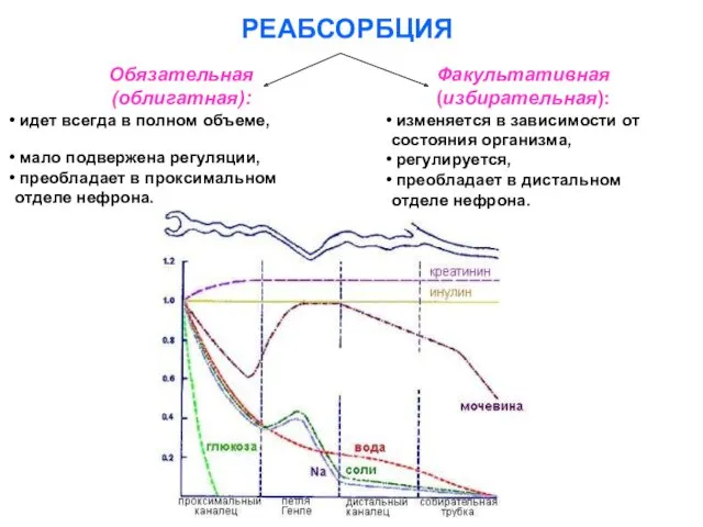 РЕАБСОРБЦИЯ Обязательная (облигатная): идет всегда в полном объеме, мало подвержена