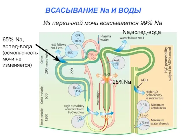 ВСАСЫВАНИЕ Na И ВОДЫ Из первичной мочи всасывается 99% Na