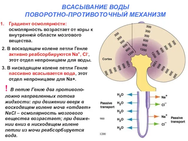 ВСАСЫВАНИЕ ВОДЫ ПОВОРОТНО-ПРОТИВОТОЧНЫЙ МЕХАНИЗМ Градиент осмолярности: осмолярность возрастает от коры