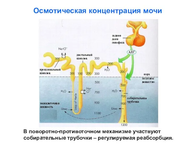 Осмотическая концентрация мочи В поворотно-противоточном механизме участвуют собирательные трубочки – регулируемая реабсорбция.