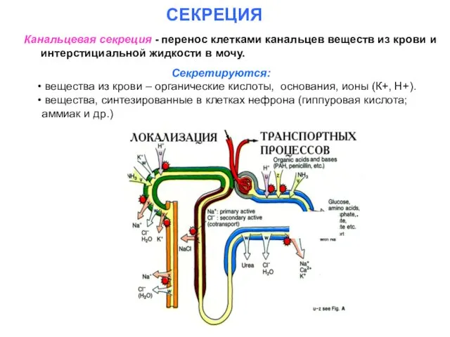 СЕКРЕЦИЯ Канальцевая секреция - перенос клетками канальцев веществ из крови