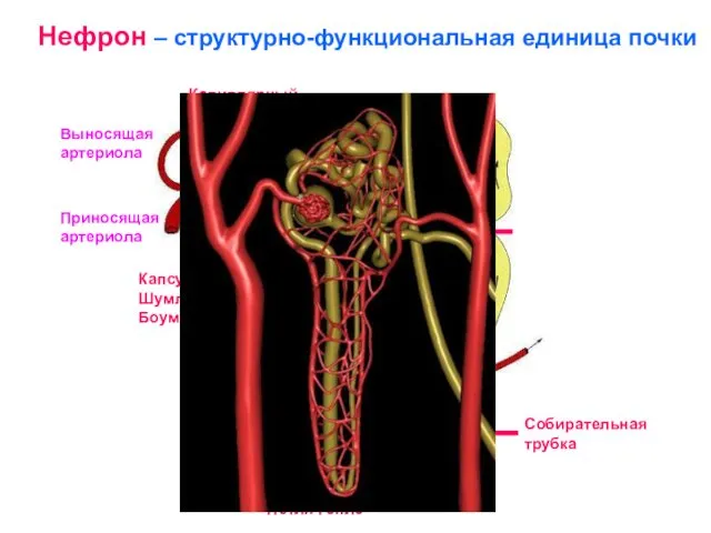 Капсула Шумлянского-Боумена Приносящая артериола Выносящая артериола Проксимальный извитой каналец Собирательная