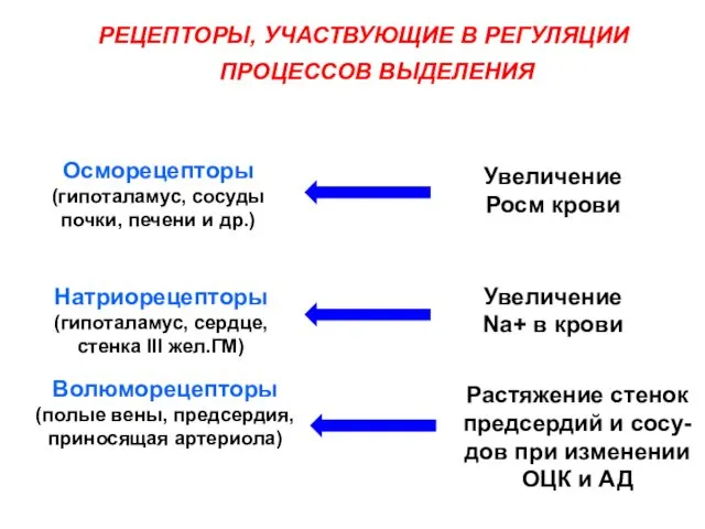 РЕЦЕПТОРЫ, УЧАСТВУЮЩИЕ В РЕГУЛЯЦИИ ПРОЦЕССОВ ВЫДЕЛЕНИЯ Осморецепторы (гипоталамус, сосуды почки,