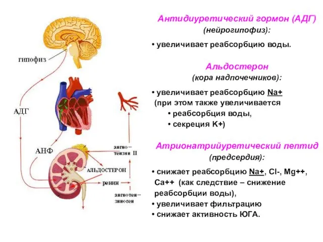 Антидиуретический гормон (АДГ) (нейрогипофиз): увеличивает реабсорбцию воды. Альдостерон (кора надпочечников):