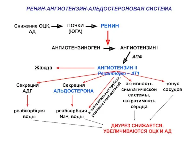 РЕНИН Снижение ОЦК, АД ПОЧКИ (ЮГА) РЕНИН-АНГИОТЕНЗИН-АЛЬДОСТЕРОНОВАЯ СИСТЕМА АНГИОТЕНЗИНОГЕН АНГИОТЕНЗИН