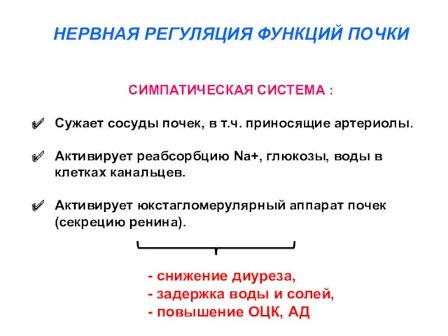 СИМПАТИЧЕСКАЯ СИСТЕМА : Сужает сосуды почек, в т.ч. приносящие артериолы.