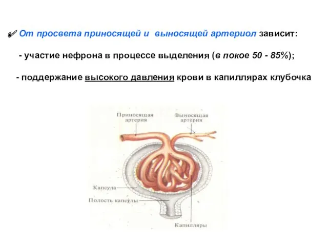 От просвета приносящей и выносящей артериол зависит: - участие нефрона