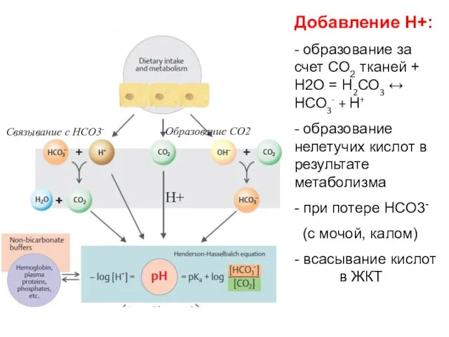 Добавление H+: - образование за счет СО2 тканей + Н2О