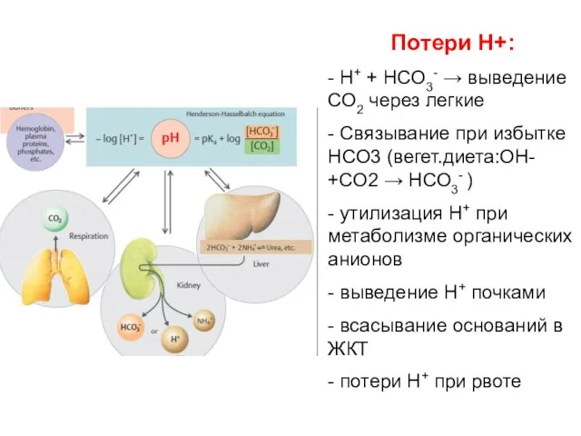 Потери Н+: - Н+ + НСО3- → выведение СО2 через