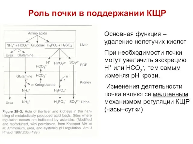 Роль почки в поддержании КЩР Основная функция – удаление нелетучих