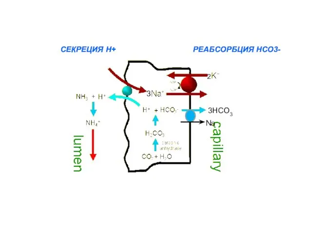 СЕКРЕЦИЯ Н+ РЕАБСОРБЦИЯ НСО3- СЕКРЕЦИЯ Н+ РЕАБСОРБЦИЯ НСО3- 3НСО3 Na 3 2