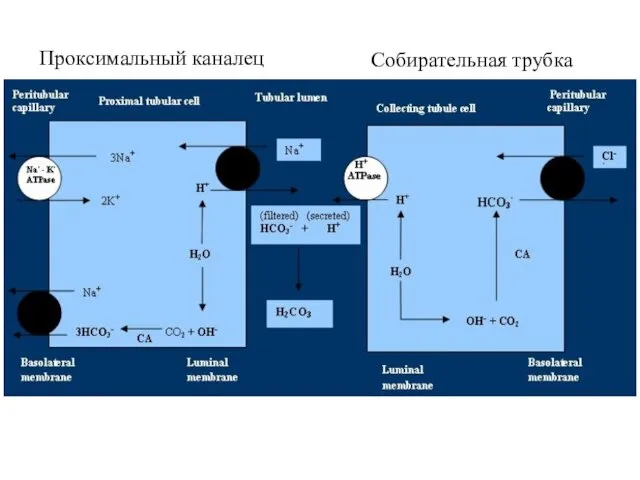 Проксимальный каналец Собирательная трубка