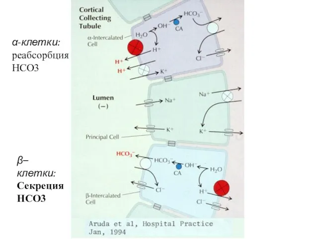 α-клетки: реабсорбция НСО3 β–клетки: Секреция НСО3 В собирательной трубке есть