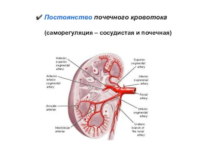 Постоянство почечного кровотока (саморегуляция – сосудистая и почечная)