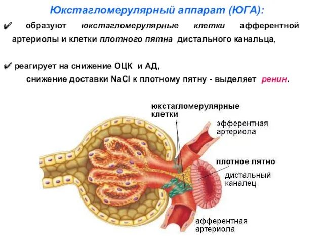 Юкстагломерулярный аппарат (ЮГА): образуют юкстагломерулярные клетки афферентной артериолы и клетки