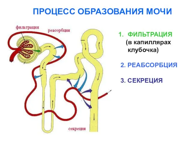 ПРОЦЕСС ОБРАЗОВАНИЯ МОЧИ ФИЛЬТРАЦИЯ (в капиллярах клубочка) 2. РЕАБСОРБЦИЯ 3. СЕКРЕЦИЯ