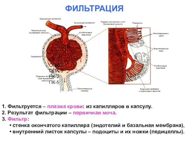 ФИЛЬТРАЦИЯ 1. Фильтруется – плазма крови: из капилляров в капсулу.