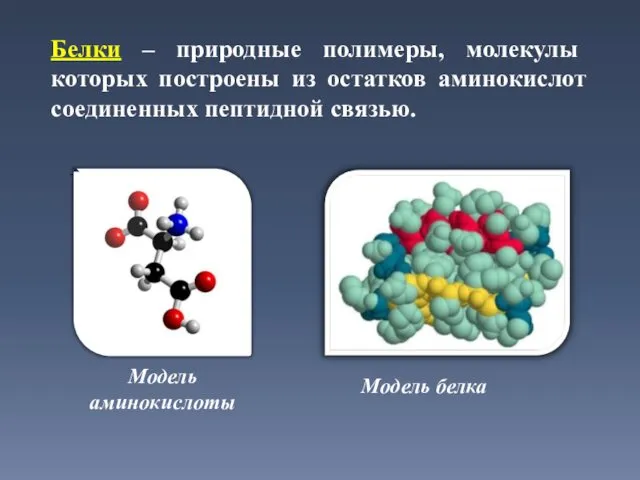 Белки – природные полимеры, молекулы которых построены из остатков аминокислот