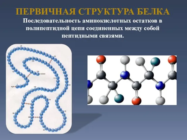 ПЕРВИЧНАЯ СТРУКТУРА БЕЛКА Последовательность аминокислотных остатков в полипептидной цепи соединенных между собой пептидными связями. .