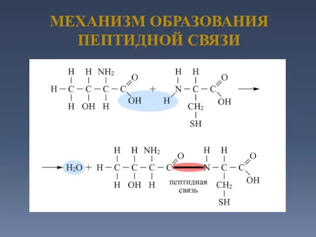 МЕХАНИЗМ ОБРАЗОВАНИЯ ПЕПТИДНОЙ СВЯЗИ