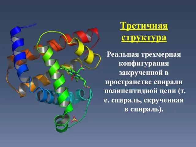 Третичная структура Реальная трехмерная конфигурация закрученной в пространстве спирали полипептидной