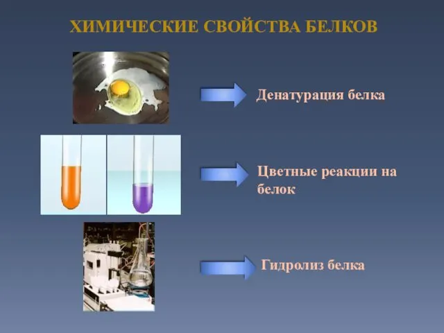 ХИМИЧЕСКИЕ СВОЙСТВА БЕЛКОВ Денатурация белка Гидролиз белка Цветные реакции на белок