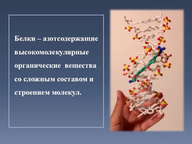 Белки – азотсодержащие высокомолекулярные органические вещества со сложным составом и строением молекул.