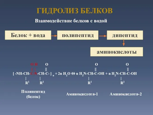 ГИДРОЛИЗ БЕЛКОВ O H O O O || | ||