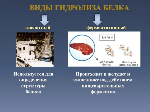 ВИДЫ ГИДРОЛИЗА БЕЛКА кислотный ферментативный Происходит в желудке и кишечнике