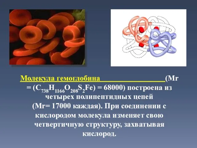 Молекула гемоглобина (Mr = (C738H1166O208S2Fe) = 68000) построена из четырех