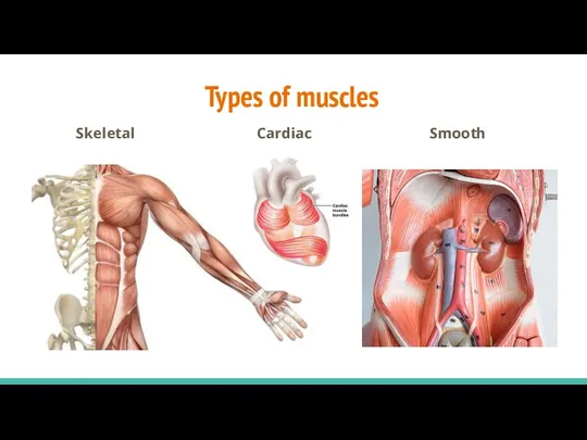 Types of muscles Skeletal Smooth Cardiac