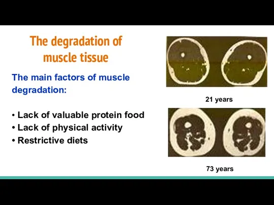 The degradation of muscle tissue The main factors of muscle degradation: • Lack