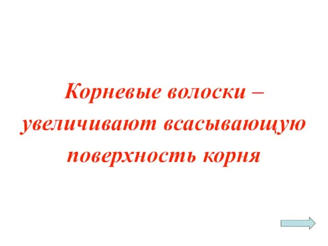 Корневые волоски – увеличивают всасывающую поверхность корня