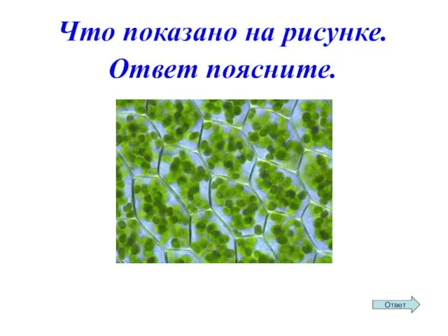 Что показано на рисунке. Ответ поясните.