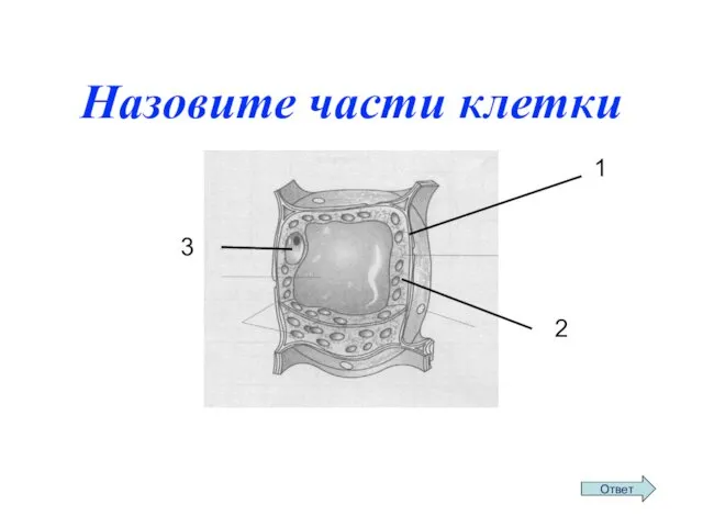 Назовите части клетки 1 3 2