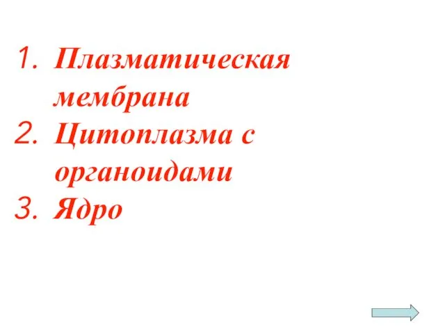 Плазматическая мембрана Цитоплазма с органоидами Ядро