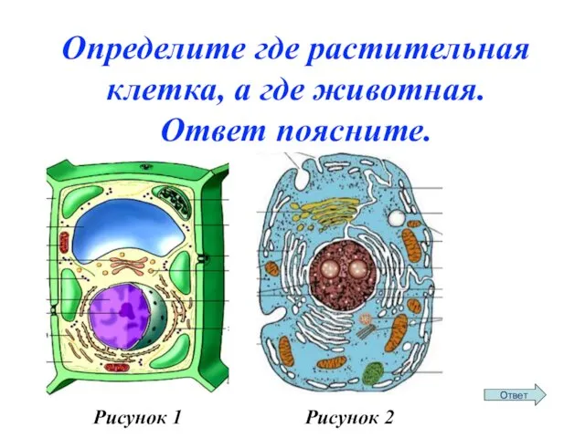 Определите где растительная клетка, а где животная. Ответ поясните. Рисунок 1 Рисунок 2