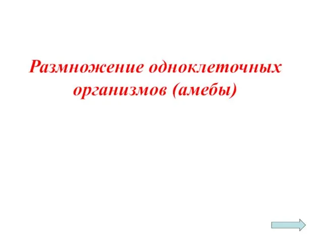 Размножение одноклеточных организмов (амебы)