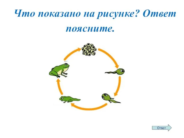 Что показано на рисунке? Ответ поясните.