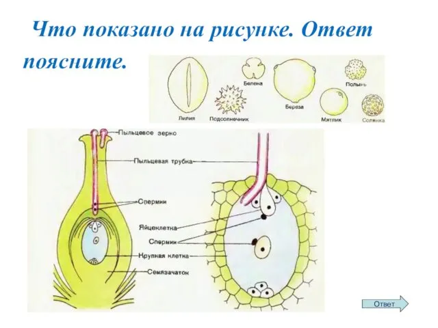 Что показано на рисунке. Ответ поясните.