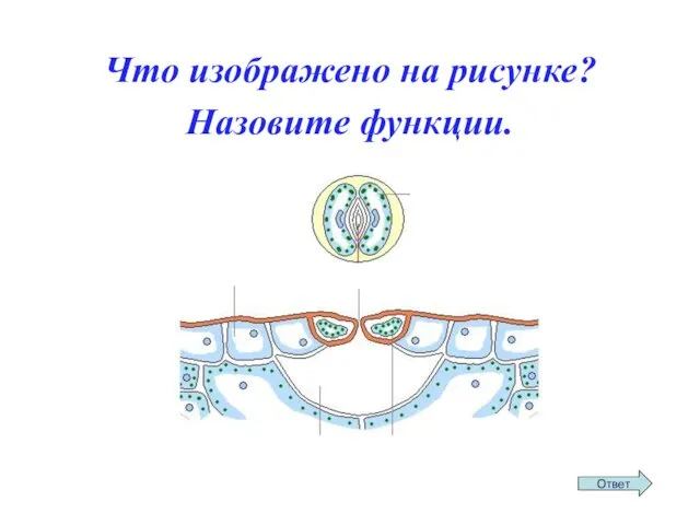 Что изображено на рисунке? Назовите функции.