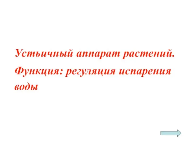 Устьичный аппарат растений. Функция: регуляция испарения воды