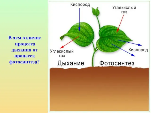 В чем отличие процесса дыхания от процесса фотосинтеза?