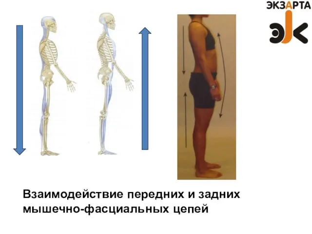 Взаимодействие передних и задних мышечно-фасциальных цепей